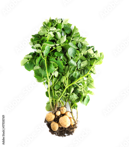 Potato plant with tubers on white background