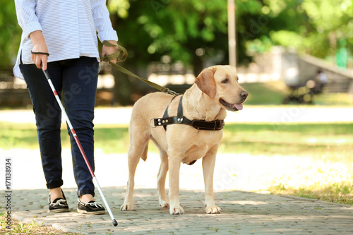 Tablou canvas Guide dog helping blind woman in park