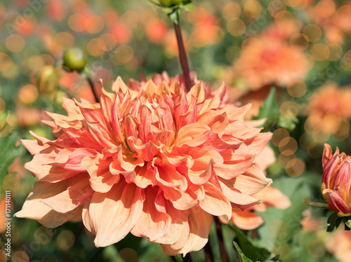 Fototapeta Naklejka Na Ścianę i Meble -  Dahlien, Dahlias
