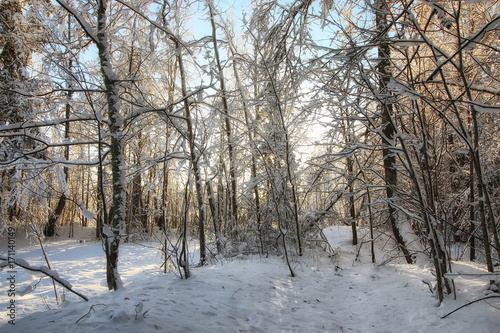 winter forest landscape sunlight snow