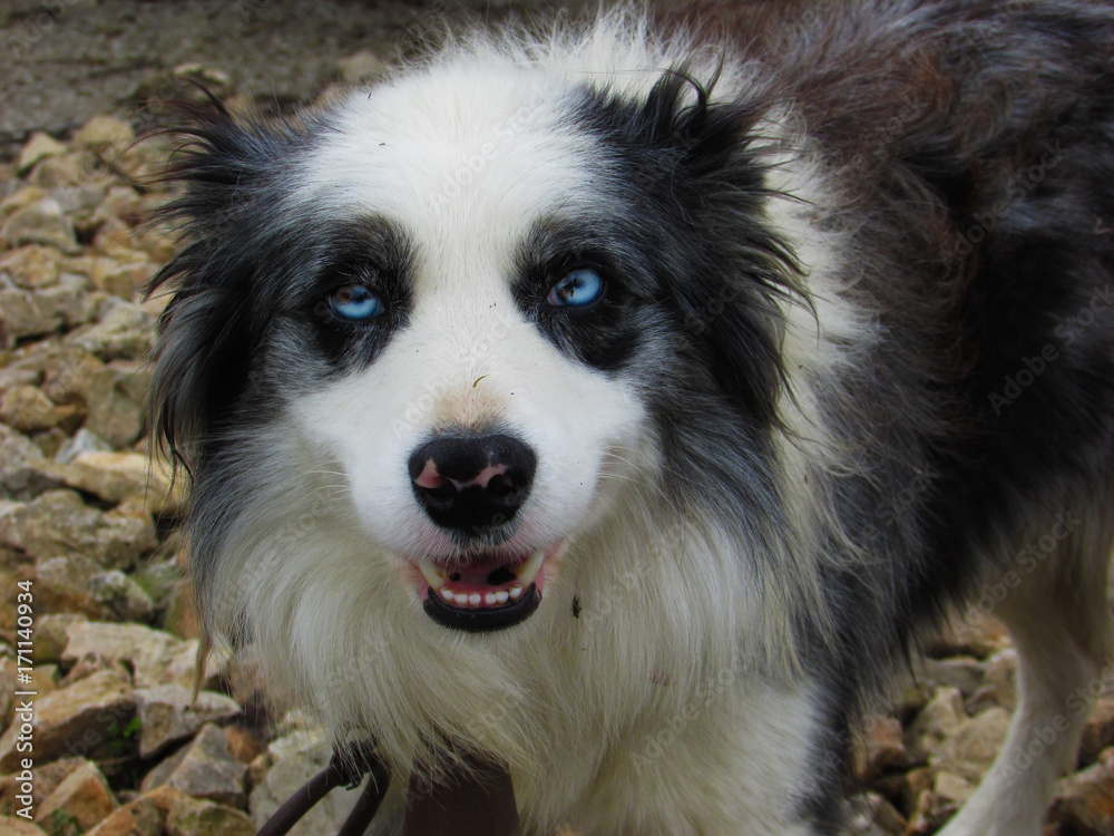 Perro de mirada espectacular