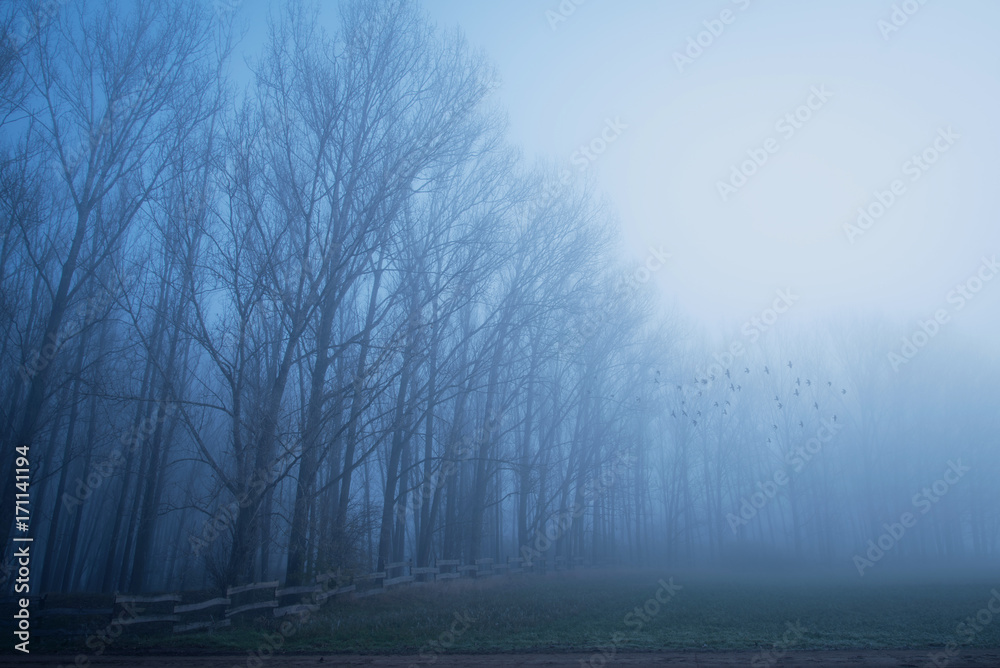 Gloomy mood in the forest