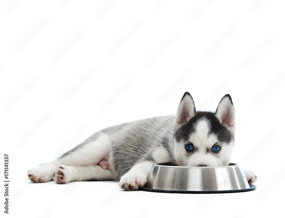 Shot of an adorable Siberian husky puppy lying near his bowl looking to the camera isolated on white copyspace food eating nutrition health pets animals concept.
