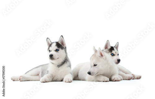 Cute little three husky puppies lying together relaxed posing in studio isolated on white.