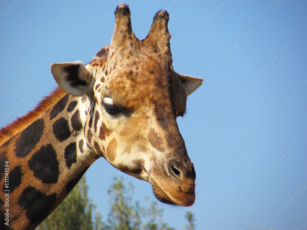 Naklejka premium Jirafa 
