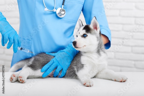 Bild auf Leinwand Cropped shot of a cute little Siberian husky puppy getting vaccinated by a professional veterinarian health care pet animals occupation concept