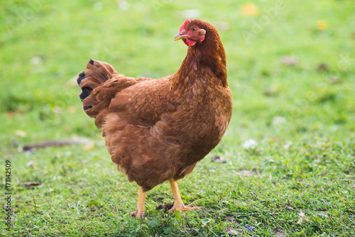 Young brown Rhode Island Red hen walking on green grass photo
