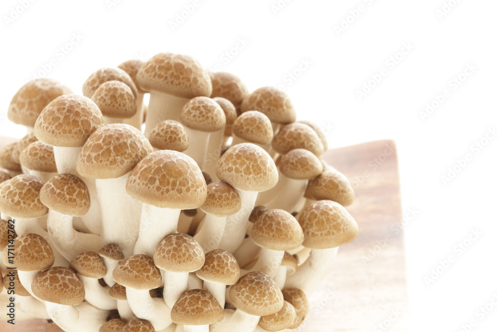 Japanese Shimeji Mushroom