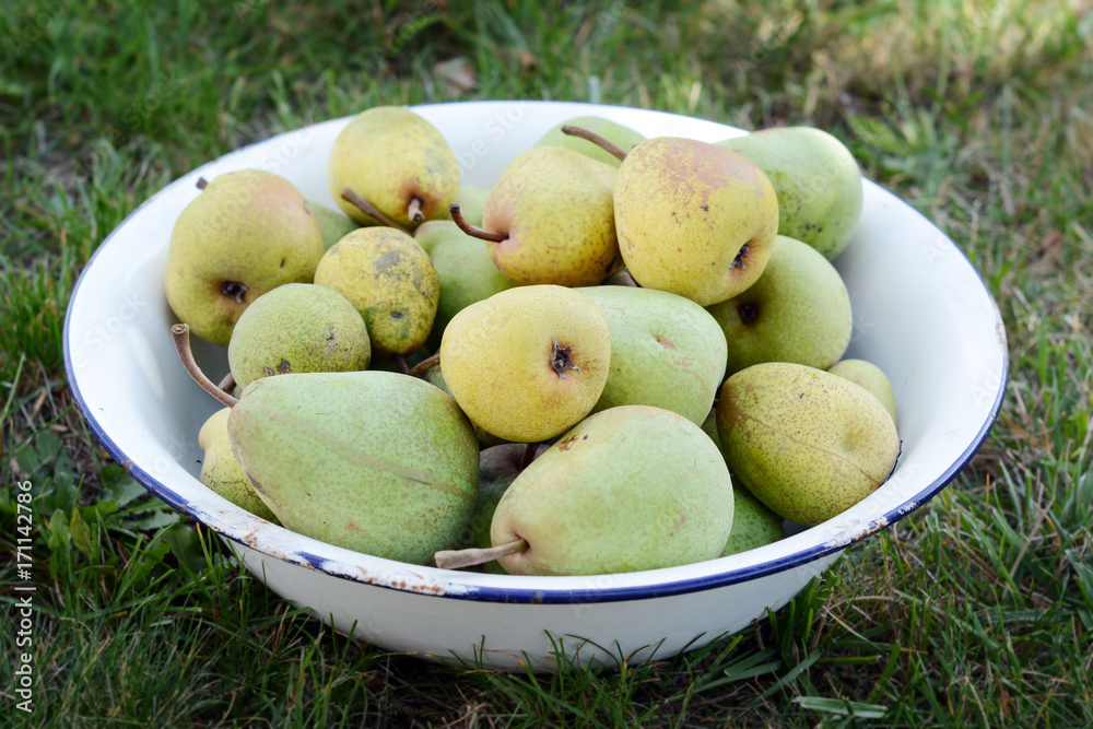 full bowl of ripe pears in the garden