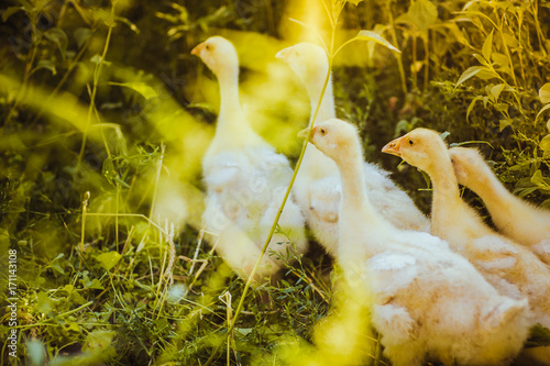 Five young goose together sit in the grass photo