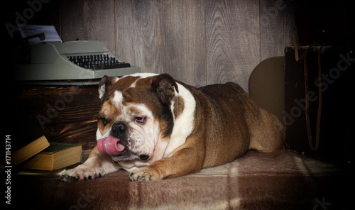 english bulldog retro style