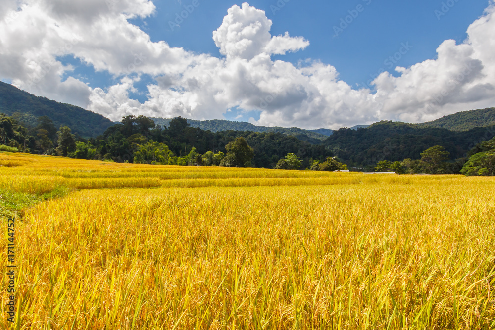 Obraz premium Green Terraced Rice Field in Mae Klang Luang, Mae Chaem, Chiang Mai Province, Thailand
