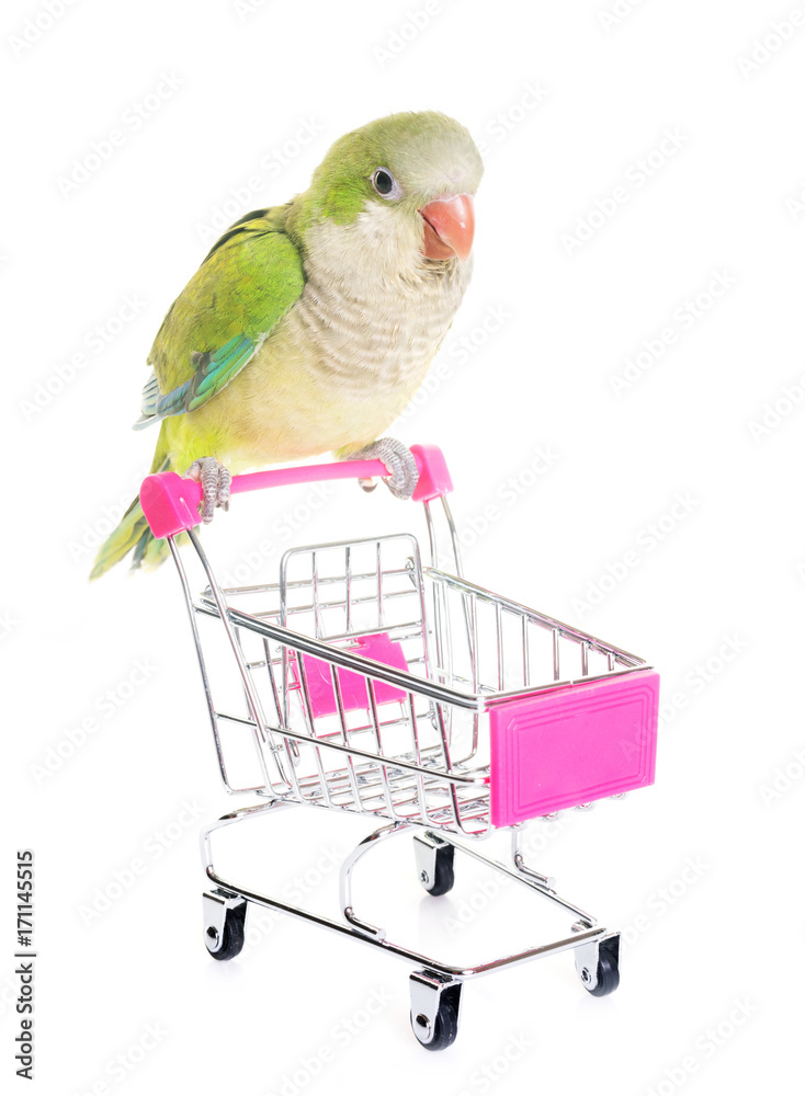 Obraz premium Monk parakeet in studio