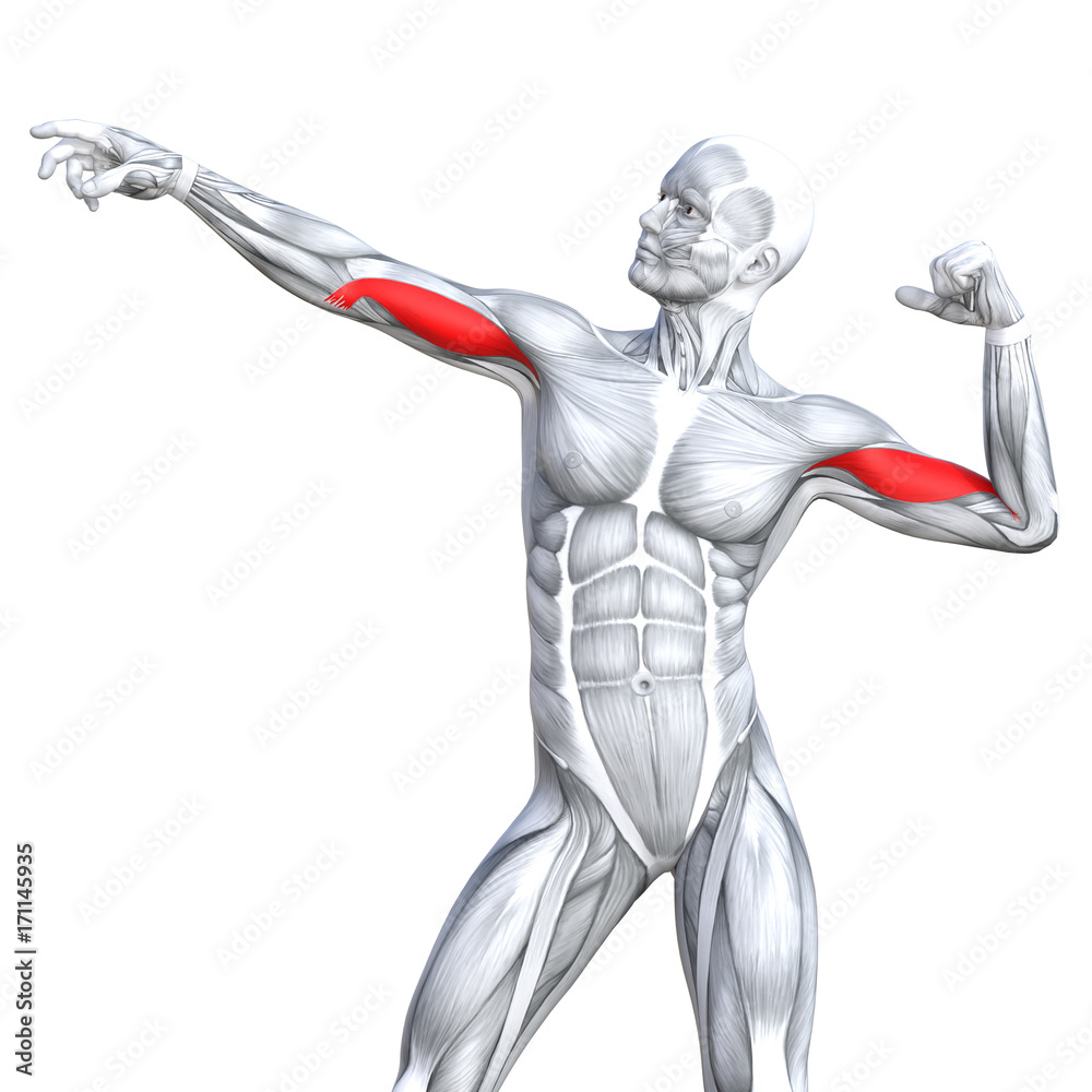 Conceptual 3D illustration chest fit strong human anatomy or anatomical and gym muscle isolated, white background for body health with tendons, abs, biological, fitness medical muscular system Conceptual 3D illustration chest fit strong human anatomy or anatomical and gym muscle isolated, white background for body health with tendons, abs, biological, fitness medical muscular system