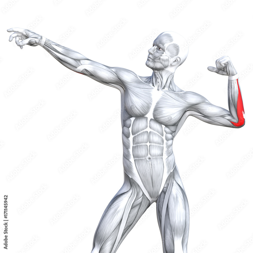 Conceptual 3D illustration chest fit strong human anatomy or anatomical and gym muscle isolated, white background for body health with tendons, abs, biological, fitness medical muscular system Conceptual 3D illustration chest fit strong human anatomy or anatomical and gym muscle isolated, white background for body health with tendons, abs, biological, fitness medical muscular system