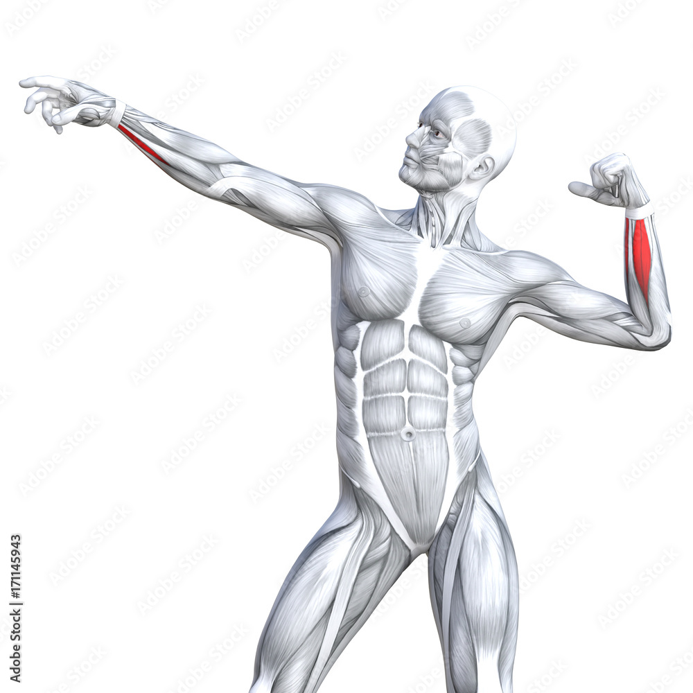 Conceptual 3D illustration chest fit strong human anatomy or anatomical and gym muscle isolated, white background for body health with tendons, abs, biological, fitness medical muscular system Conceptual 3D illustration chest fit strong human anatomy or anatomical and gym muscle isolated, white background for body health with tendons, abs, biological, fitness medical muscular system