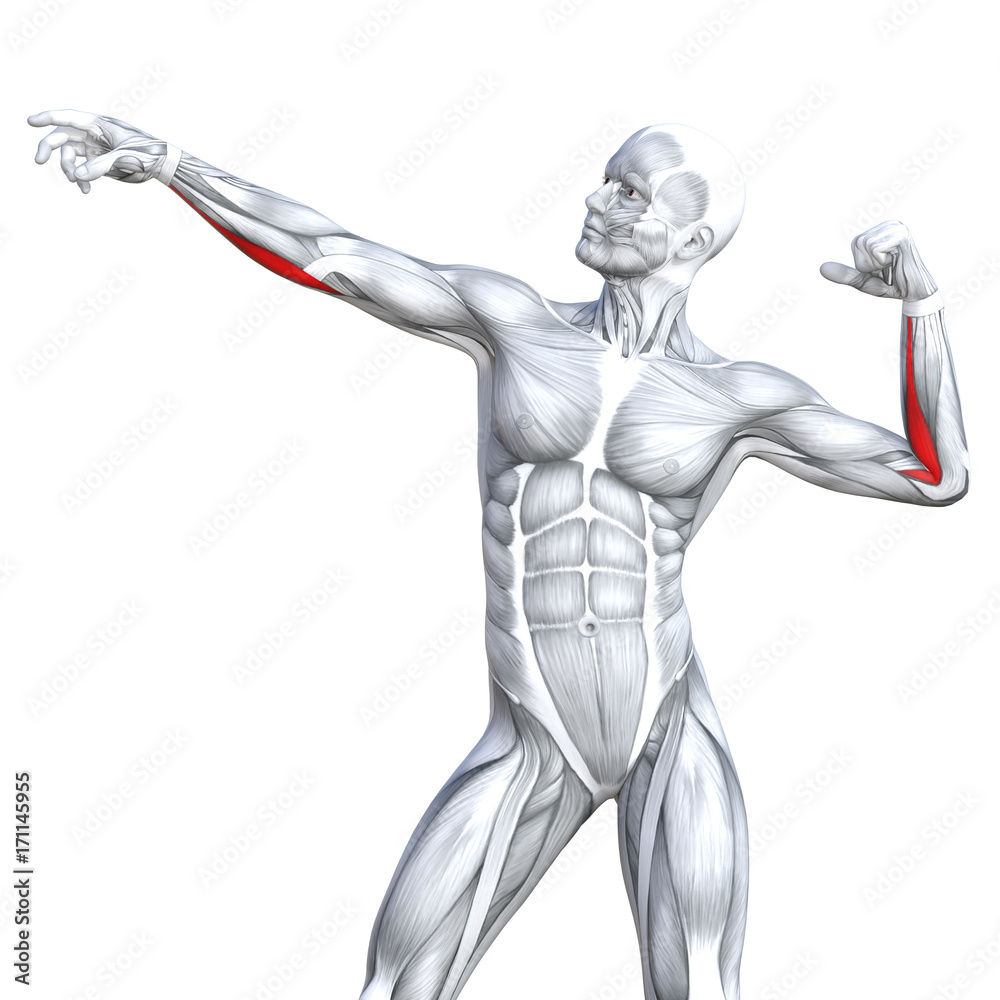 Conceptual 3D illustration chest fit strong human anatomy or anatomical and gym muscle isolated, white background for body health with tendons, abs, biological, fitness medical muscular system Conceptual 3D illustration chest fit strong human anatomy or anatomical and gym muscle isolated, white background for body health with tendons, abs, biological, fitness medical muscular system