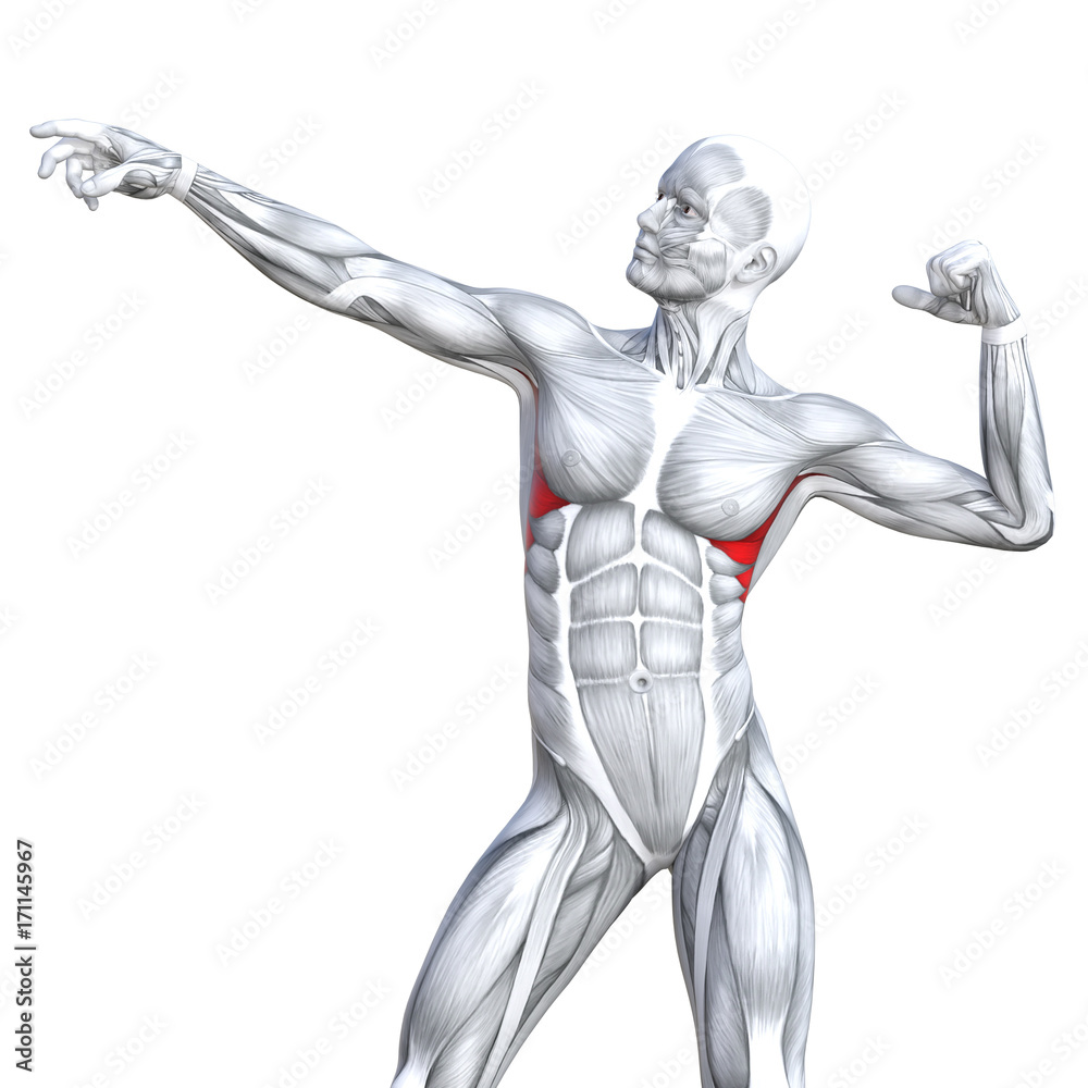 Conceptual 3D illustration chest fit strong human anatomy or anatomical and gym muscle isolated, white background for body health with tendons, abs, biological, fitness medical muscular system Conceptual 3D illustration chest fit strong human anatomy or anatomical and gym muscle isolated, white background for body health with tendons, abs, biological, fitness medical muscular system
