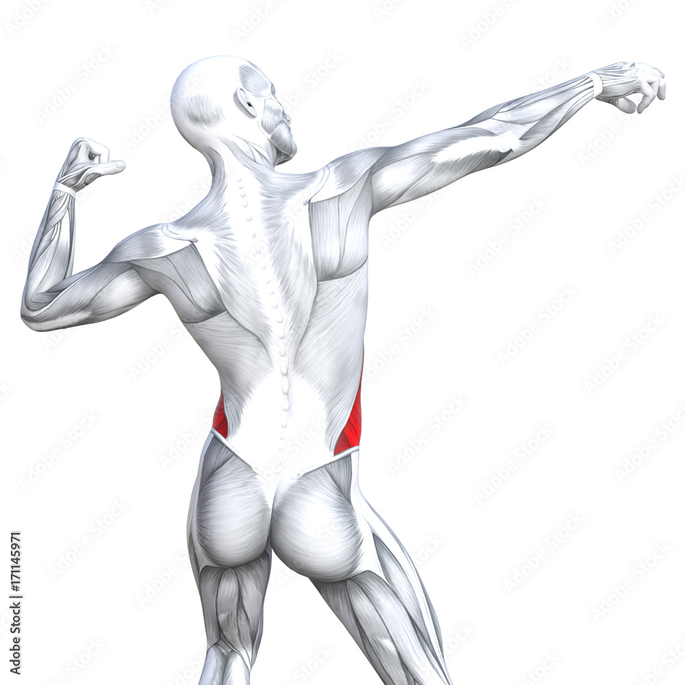 Conceptual 3D illustration back fit strong human anatomy or anatomical and gym muscle isolated, white background for body health with biological tendons, spine, fitness medical muscular system Conceptual 3D illustration back fit strong human anatomy or anatomical and gym muscle isolated, white background for body health with biological tendons, spine, fitness medical muscular system