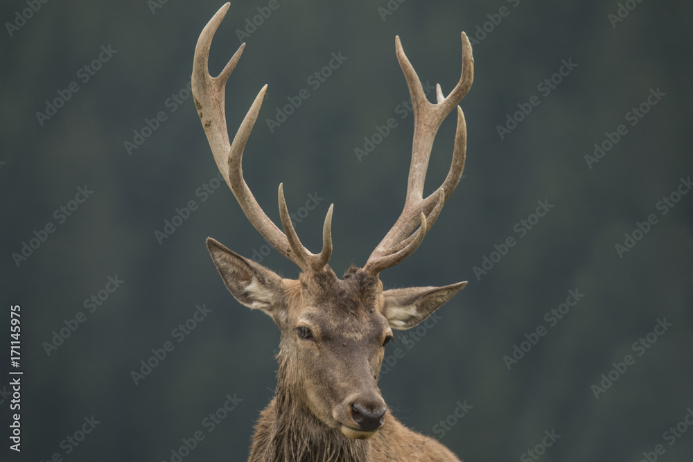 Obraz premium Red Deer