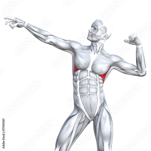 Conceptual 3D illustration chest fit strong human anatomy or anatomical and gym muscle isolated, white background for body health with tendons, abs, biological, fitness medical muscular system