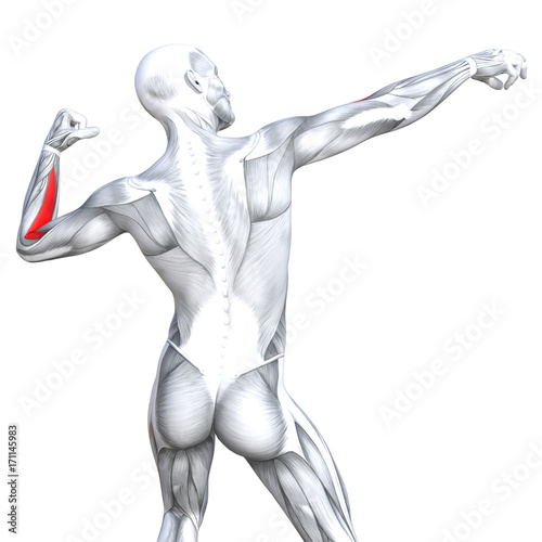 Conceptual 3D illustration back fit strong human anatomy or anatomical and gym muscle isolated  white background for body health with biological tendons  spine  fitness medical muscular system