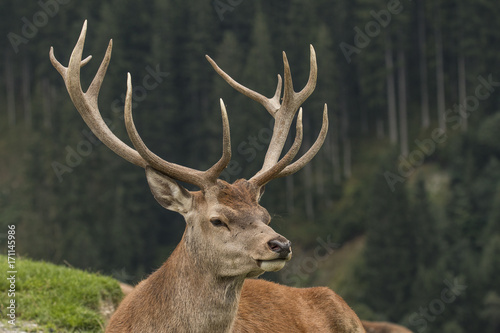 Red Deer