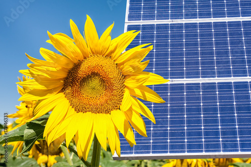 photomontage with solar panels and sunflower flower