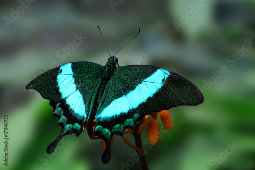 Grüner Schwalbenschwanz, (Papilio palinurus), Neon Schwalbenschwanz photo