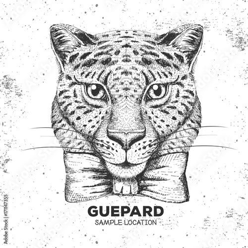 Fototapeta Naklejka Na Ścianę i Meble -  Hipster animal guepard. Hand drawing Muzzle of guepard