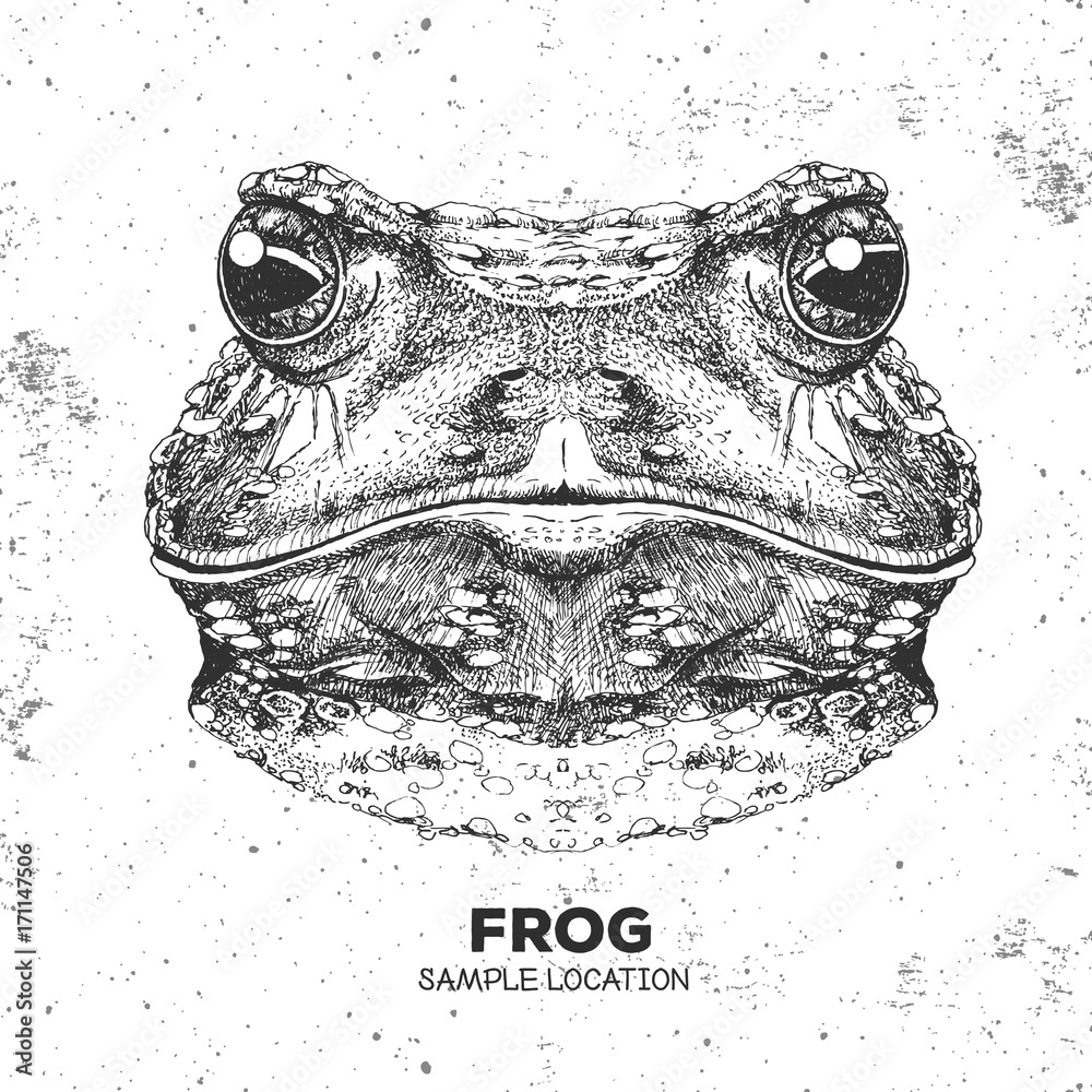 Fototapeta premium Hipster animal frog. Hand drawing Muzzle of frog