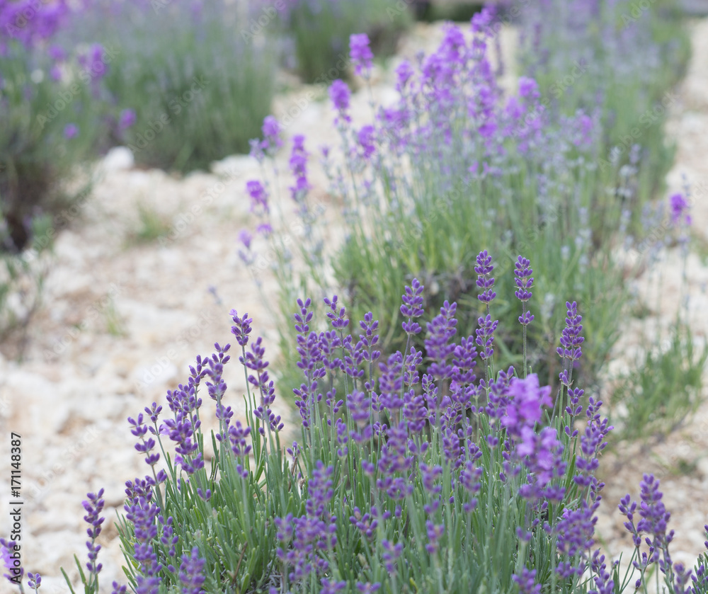 Naklejka premium Evening light over a summer lavender field. Lavender bushes closeup on sunset. Purple flowers of lavender. Provence region of france.