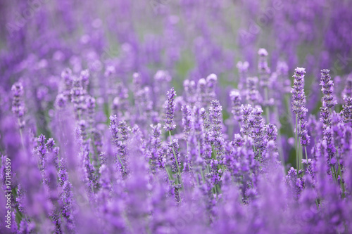 Lavender bushes closeup on evening. Evening light over purple flowers of lavender. Violet bushes at the center of picture. Provence region of france.