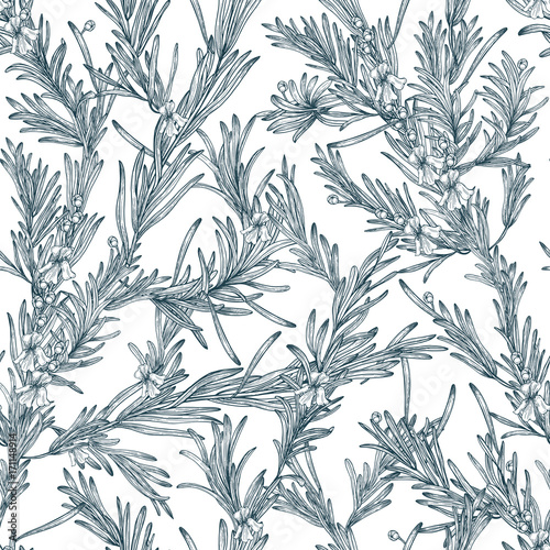 Natural seamless pattern with outline rosemary plants and flowers. Wild herb hand drawn in vintage style. Vector monochrome background.