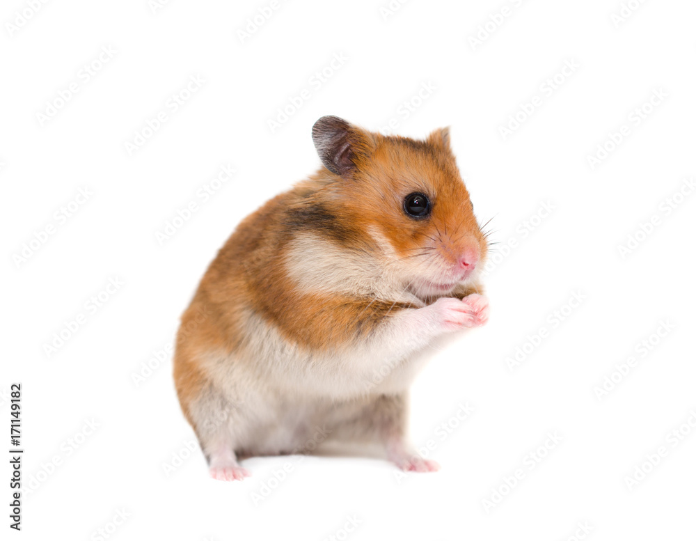 Cute Syrian hamster sitting on its hind legs in a funny pose (isolated on  white) Stock Photo | Adobe Stock