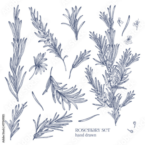 Fotografiet Collection of monochrome drawings of rosemary plants with flowers isolated on white background