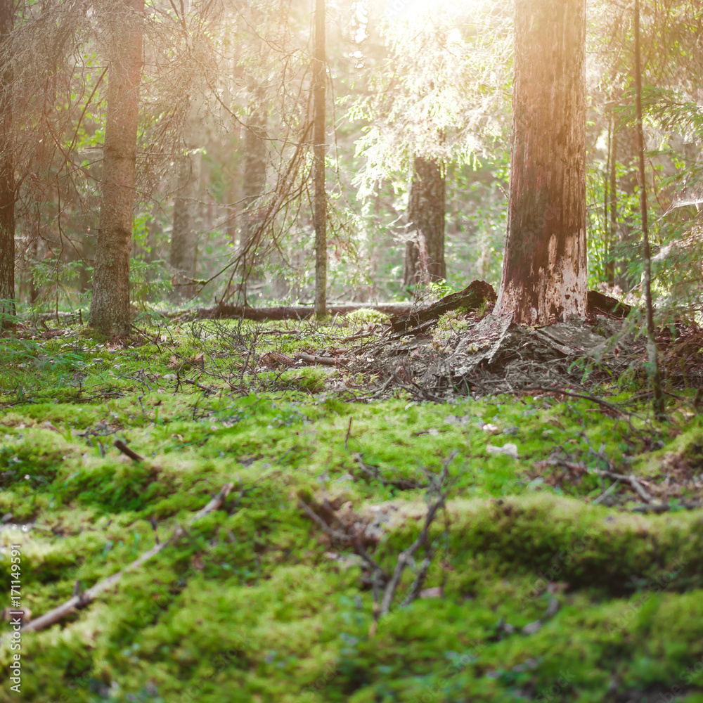 Fototapeta Ekologia tło zewnątrz krajobraz