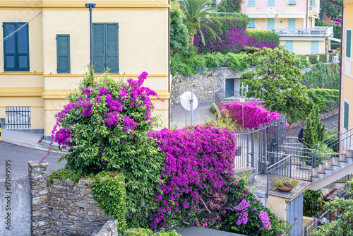 Daylight view to purple flowers and city road in Santa Margherita Ligure, Italy. © frimufilms