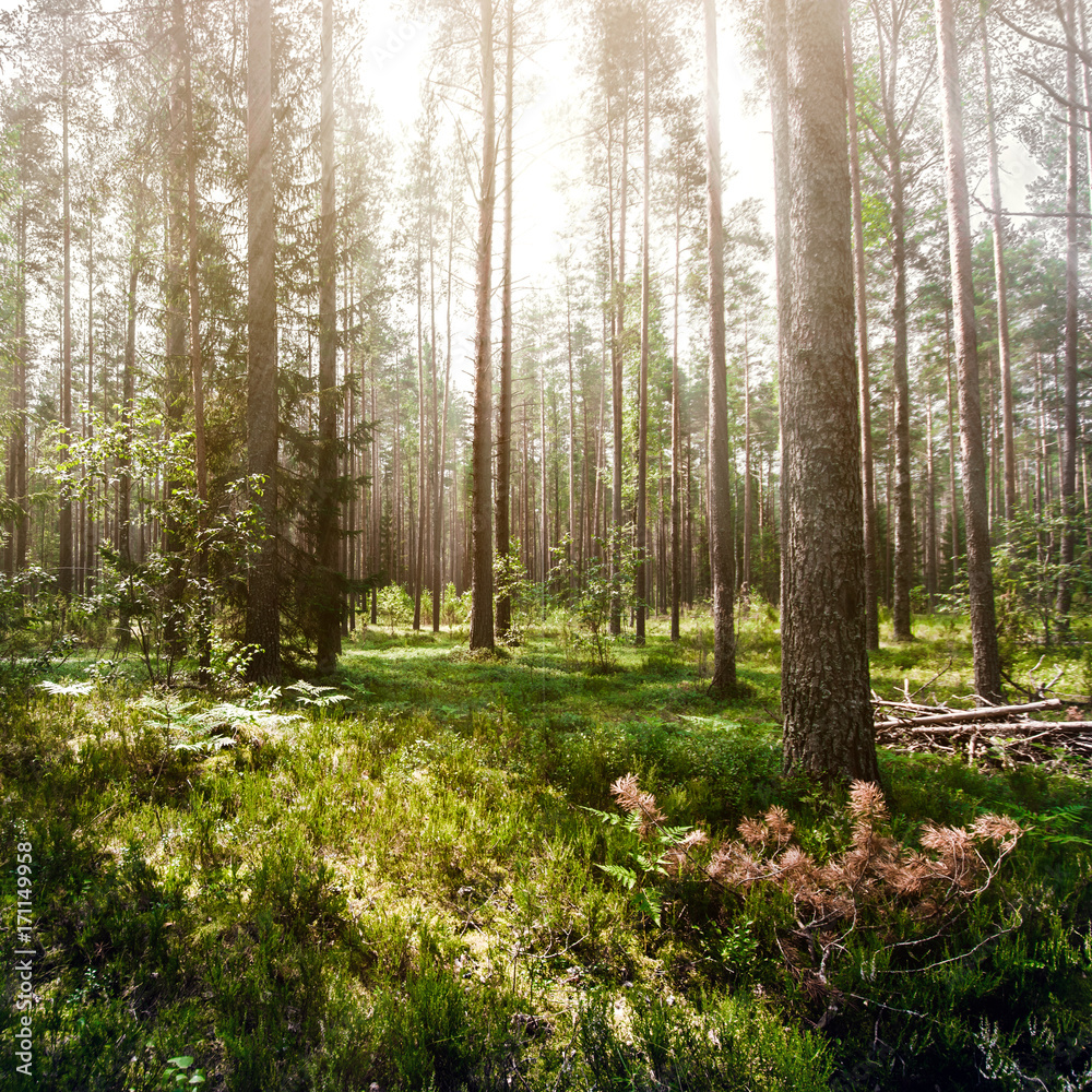 Obraz premium Wild trees in forest