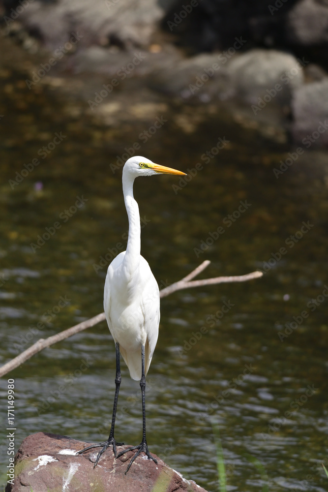 egret egret