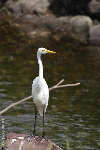 egret © Matthewadobe