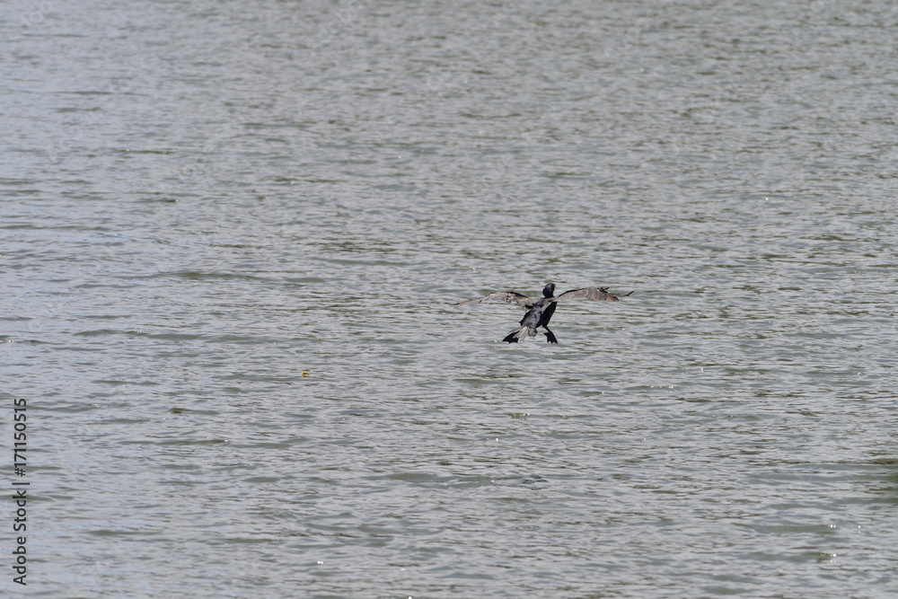 cormorant cormorant