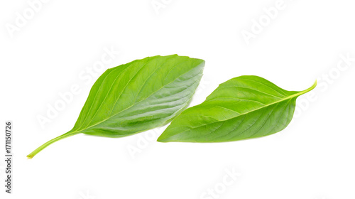 Sweet basil herb leaves isolated on white background