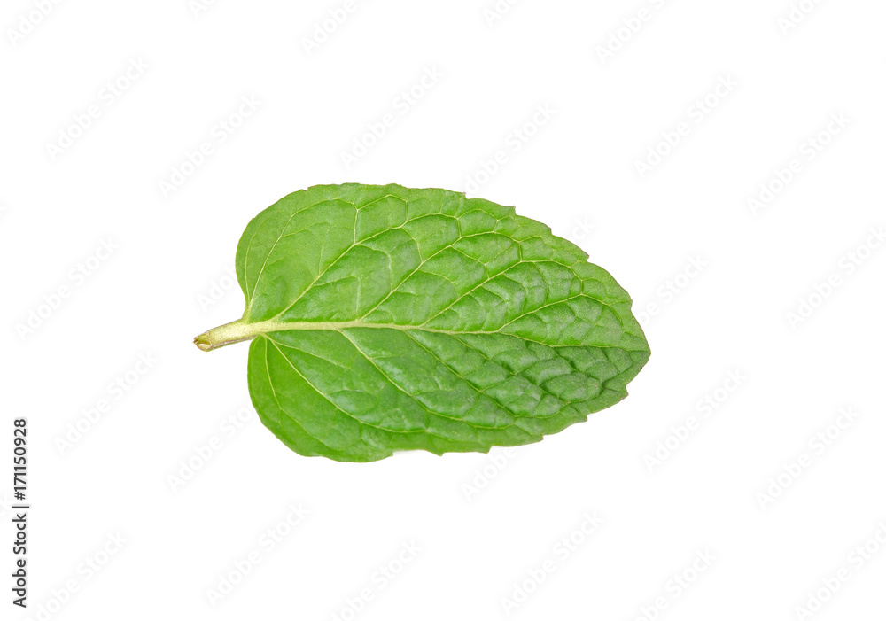Obraz premium Fresh raw mint leaf isolated on white background