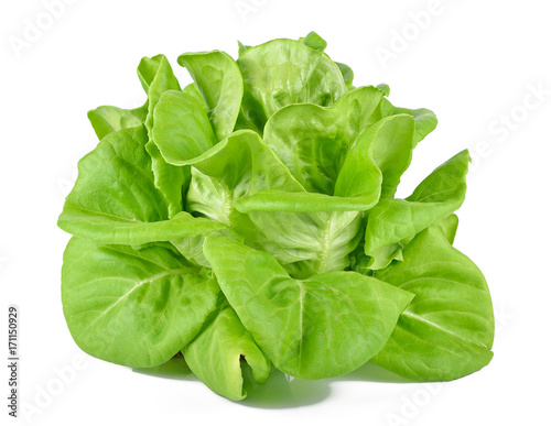 Lettuce Salad Isolated on white background