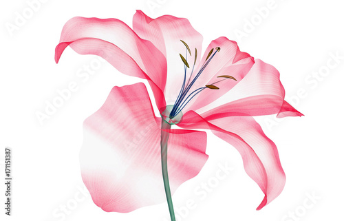 Fototapeta Naklejka Na Ścianę i Meble -  x-ray image of a flower isolated on white , the Lily