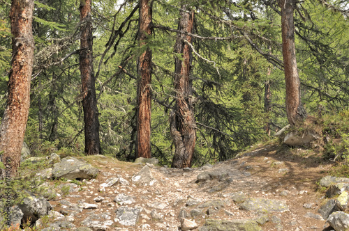sentier de montagne traversant une forêt de mélèzes