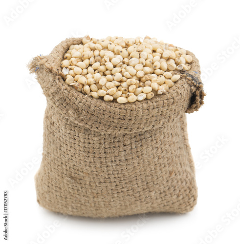 sorghum seed photo