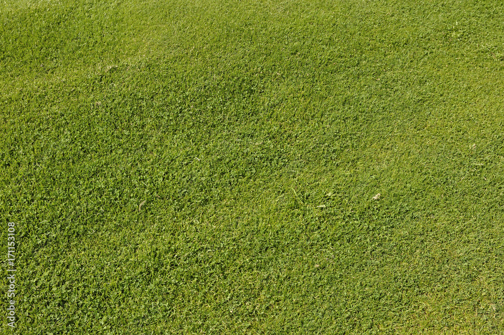 pelouse rase et verte d'un terrain de golf pelouse rase et verte d'un terrain de golf