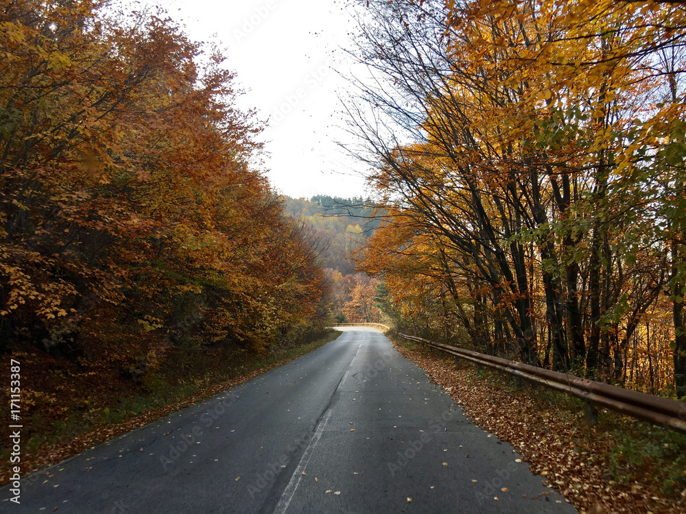 Fototapeta premium Driving through an autumn forest